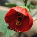 Sadnice - sobne biljke: Abutilon, slika3